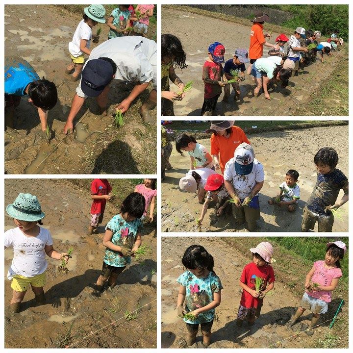 6月15日あすらん田植え体験♪
