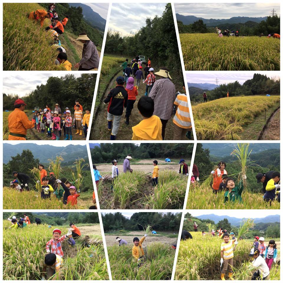 あすらん 稲刈り体験♪(体験学習)