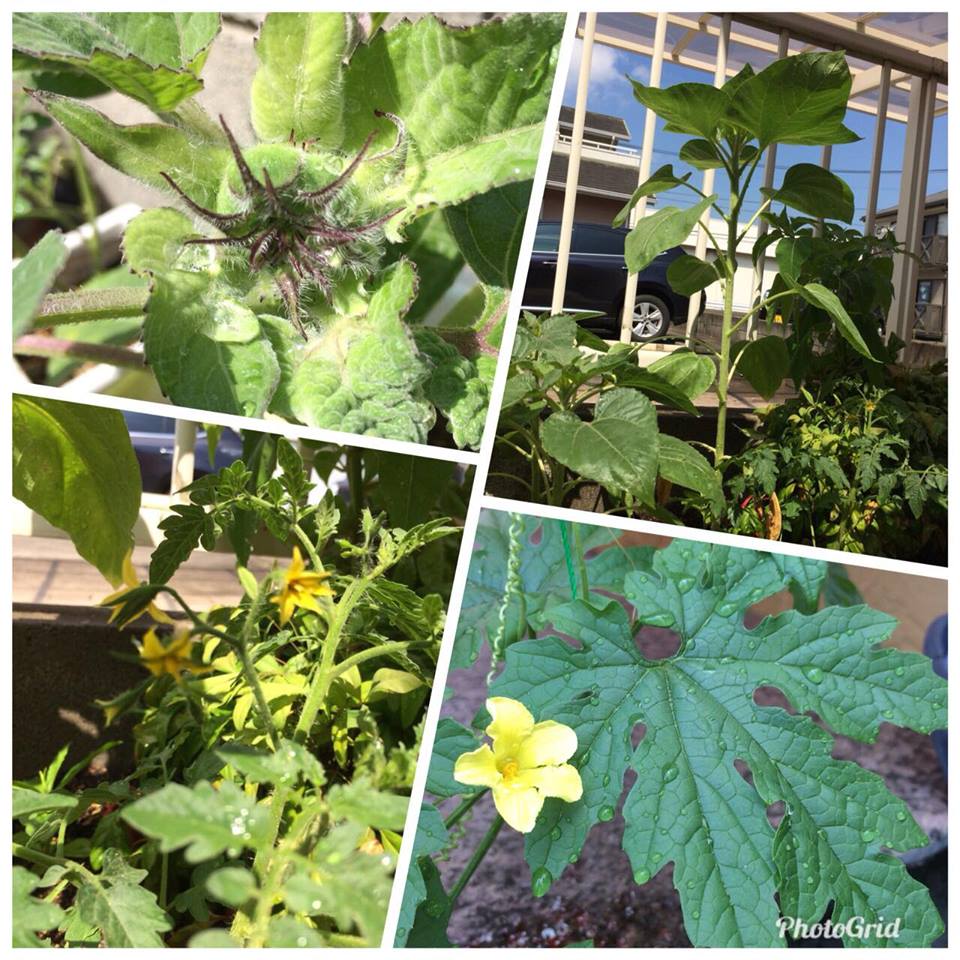 7月20日 ミニトマトとゴーヤ（あすらん）