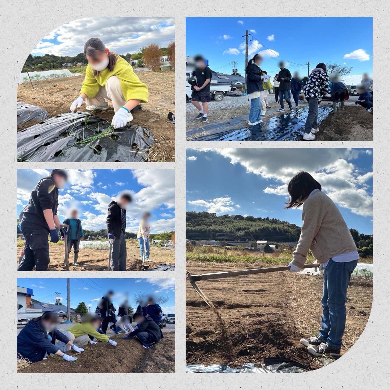 11月13日『玉ねぎの苗植え作業！』